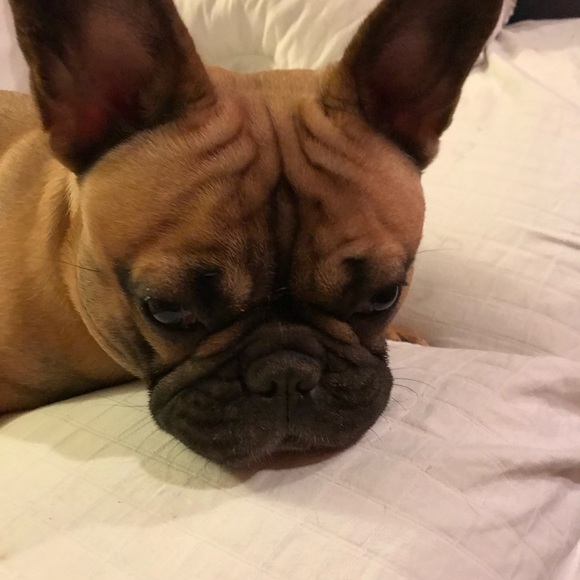 Meet your Posher, Mitra - Picture 1 of 1